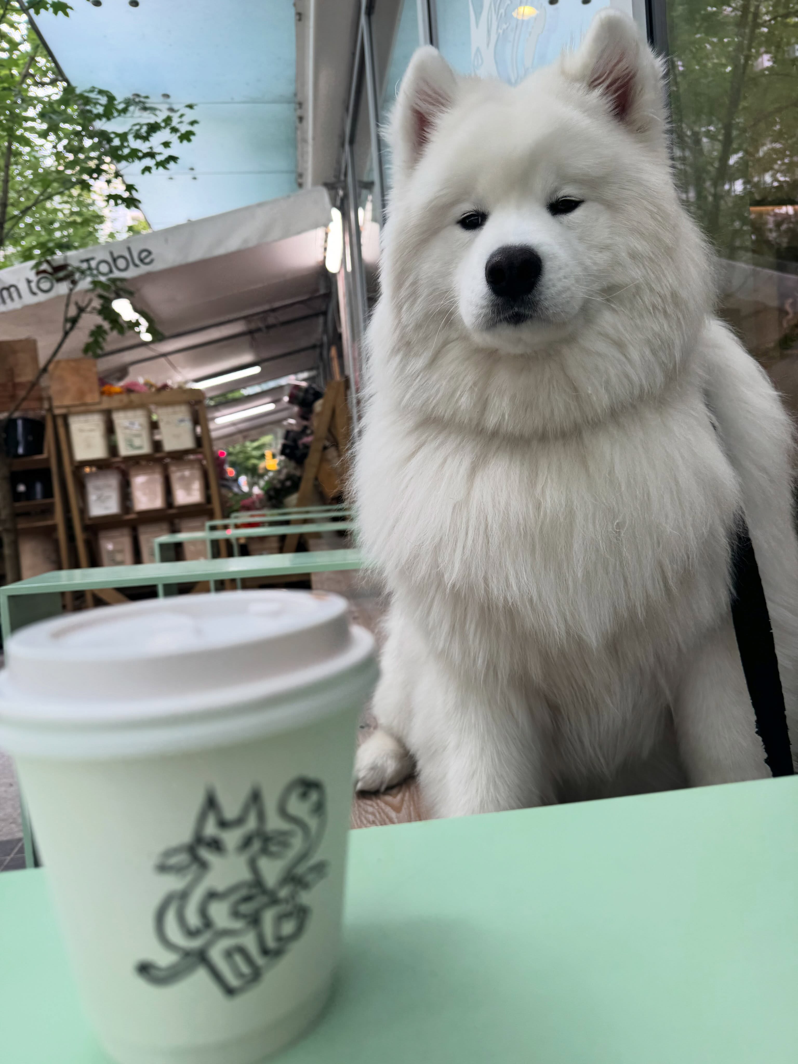 A samoyed waiting patiently beside an Octave cup
